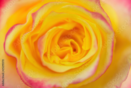 Yellow red rose close up. Red Yellow Rose   lose up.  Selective focus.