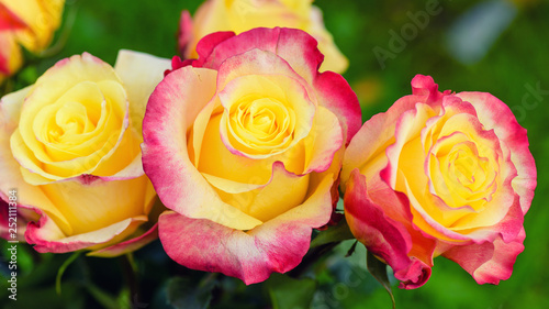Fototapeta Naklejka Na Ścianę i Meble -  Macro red yellow rose. Flower beauty red yellow colours. Spring red and yellow rose flower in the garden.