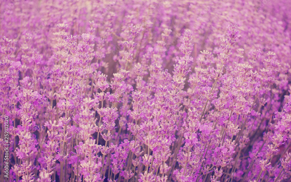 Fototapeta premium Beauitful lavender field, Provence, France. Floral background. 