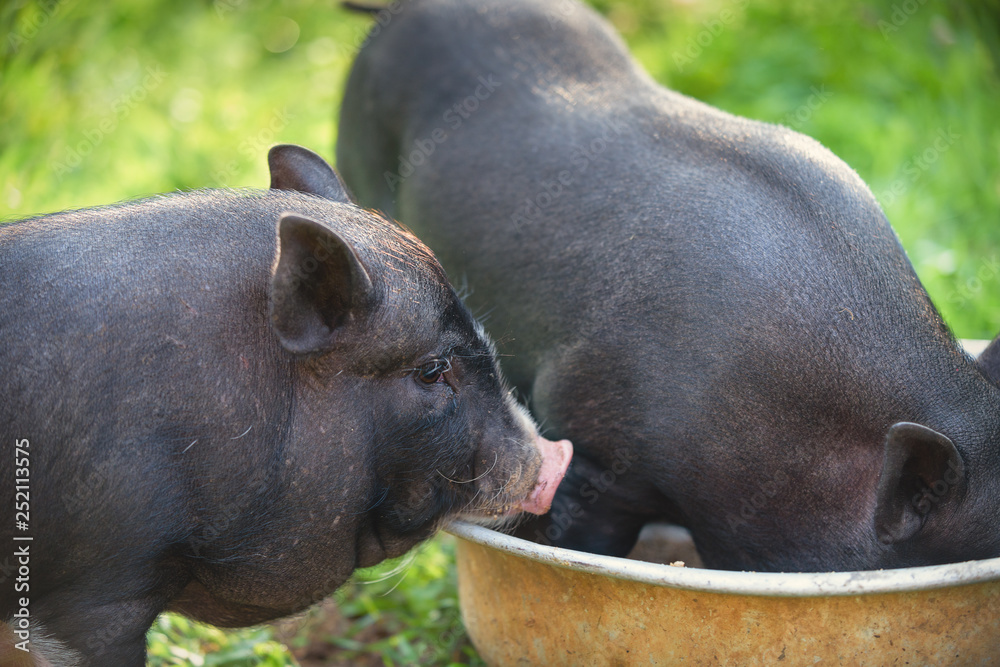 Fototapeta premium Pig. Berkshire Pig or Kurobuta Pig is a pig-breeding business in your free time. Pig production is the cultivation and breeding of domestic pigs.