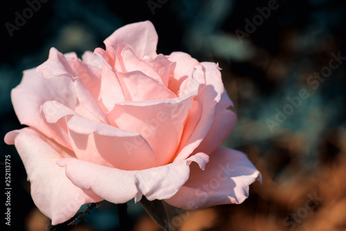 Coral rose. Soft coral rose with layers of delicate petals close-up. Flower coral color with gentle petals.
