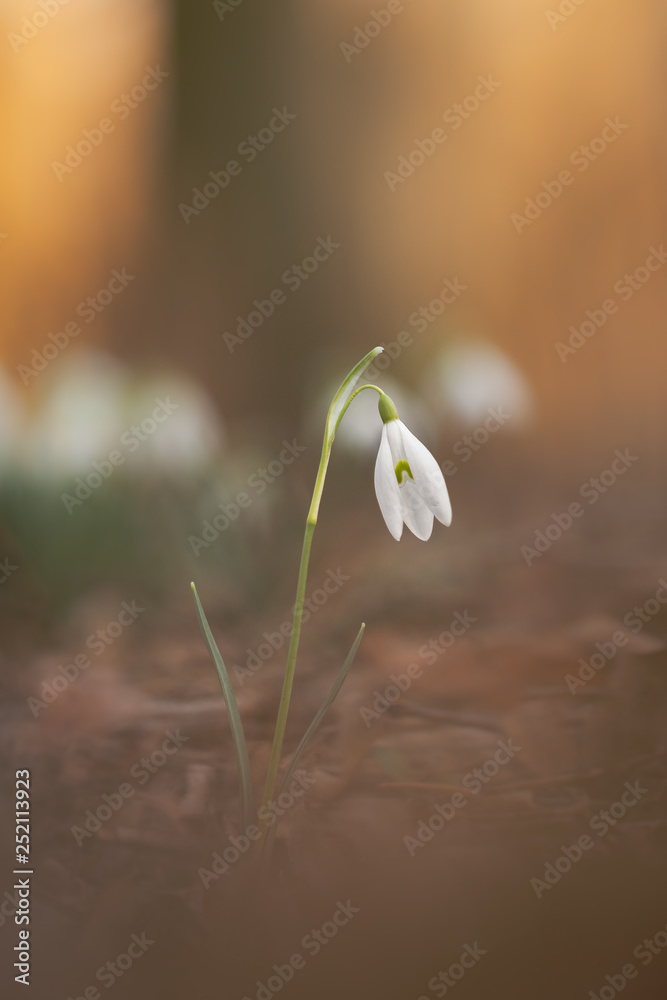 Single snowdrop flower blossoming in forest. One of the first to be seen in spring. Sing that warmer times are ahead. Lovely macro shot on warm and pleasant spring evening. Single snowdrop flower blossoming in forest. One of the first to be seen in spring. Sing that warmer times are ahead. Lovely macro shot on warm and pleasant spring evening.