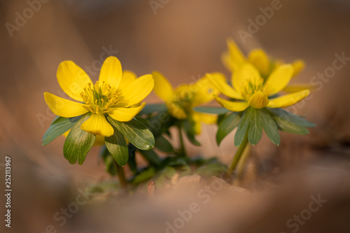 Beautiful bunch of yellow flowers. One of the first to blossom in the spring. Only old and dry fallen leaves all around. Lovely macro shot taken on sunny warm early spring evening. Pure nature.