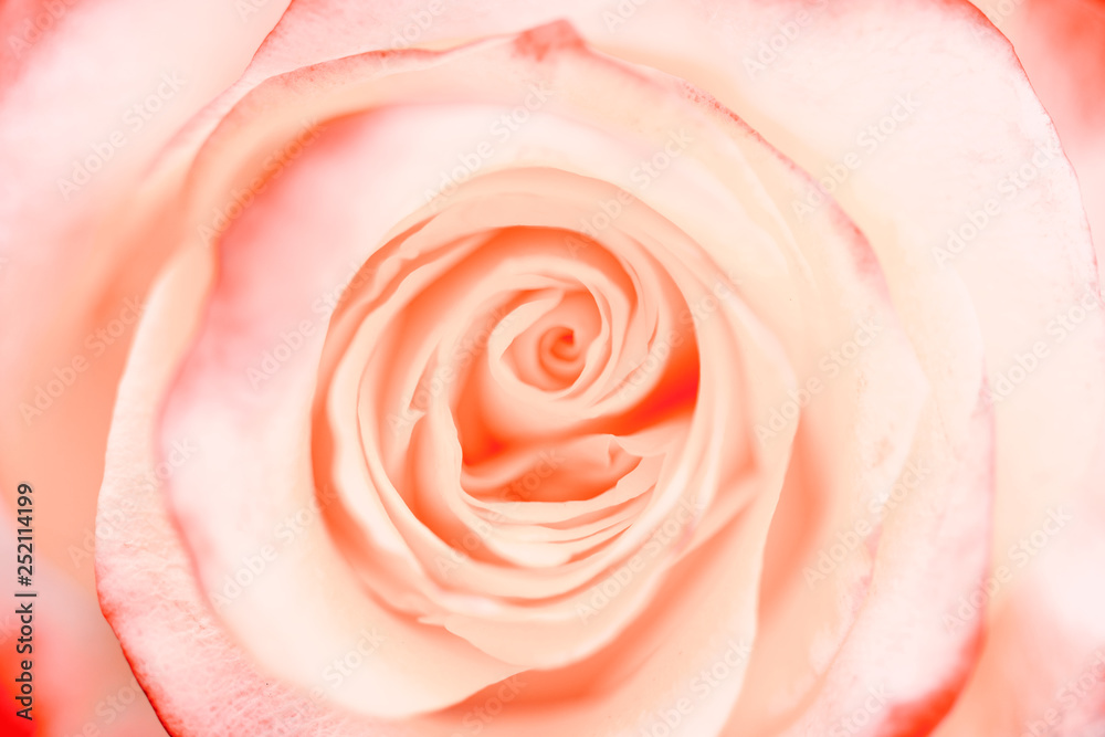 Coral rose close-up. Flower. Selective focus. Soft coral rose color.. Coral rose close-up. Flower. Selective focus. Soft coral rose color..