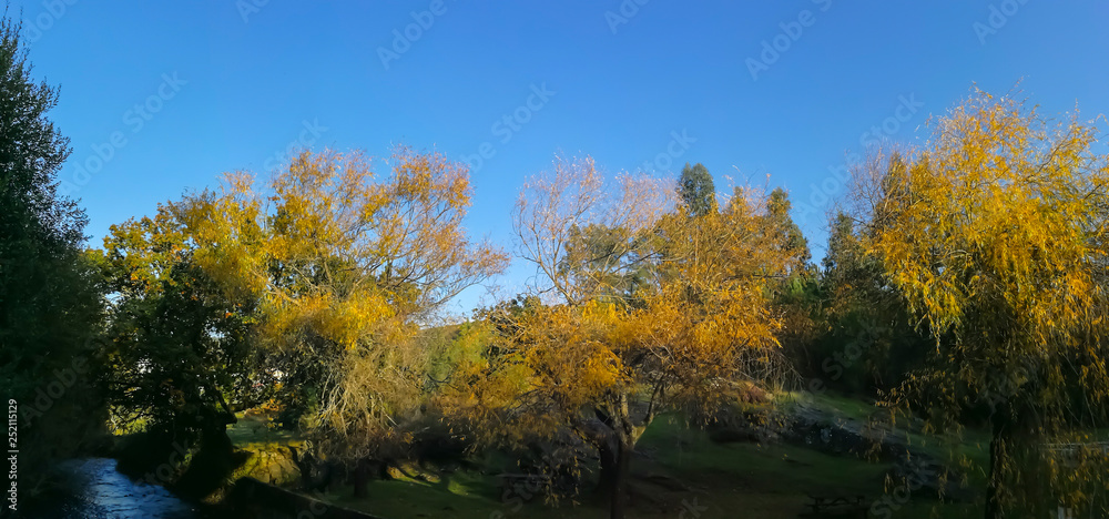 Green and yellow forest in autumn