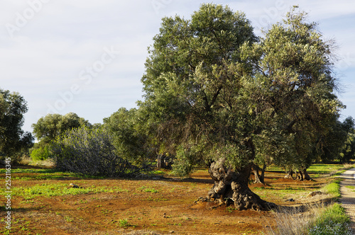 Fotografie Typical plantation with old oddity olive trees for Apulia region at the south It