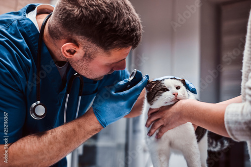 Veterinarian examining cat ear infection with an otoscope in a vet clinic. photo