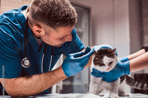 Veterinarian examining cat ear infection with an otoscope in a vet clinic.