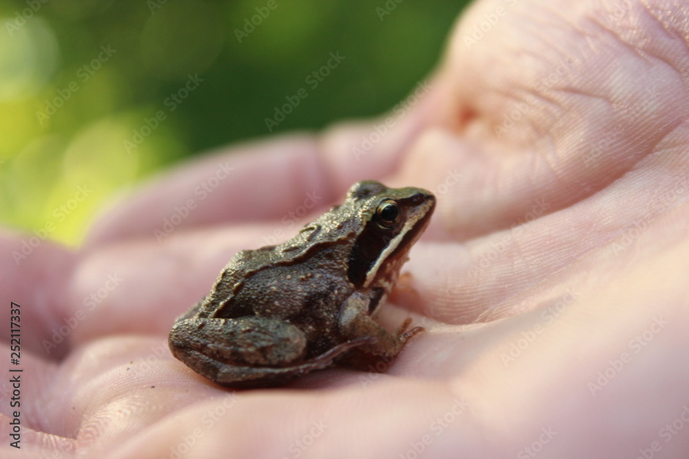 Obraz premium Little cute cold frog with spotty skin sits on hands