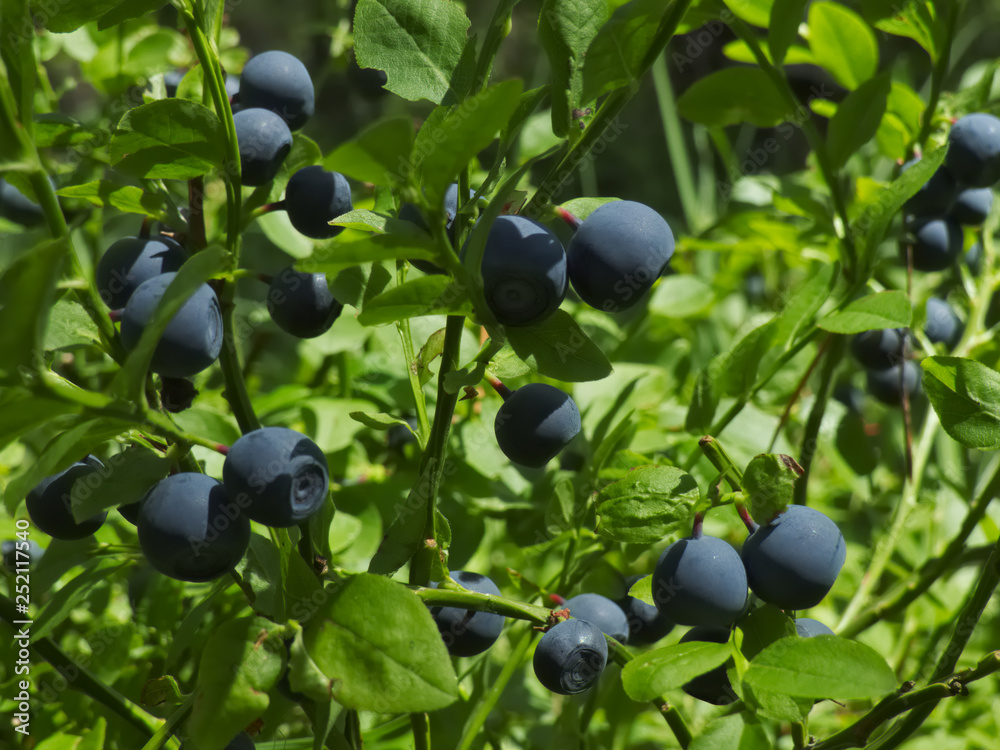 Bilberry shrub with ripe berries Bilberry shrub with ripe berries
