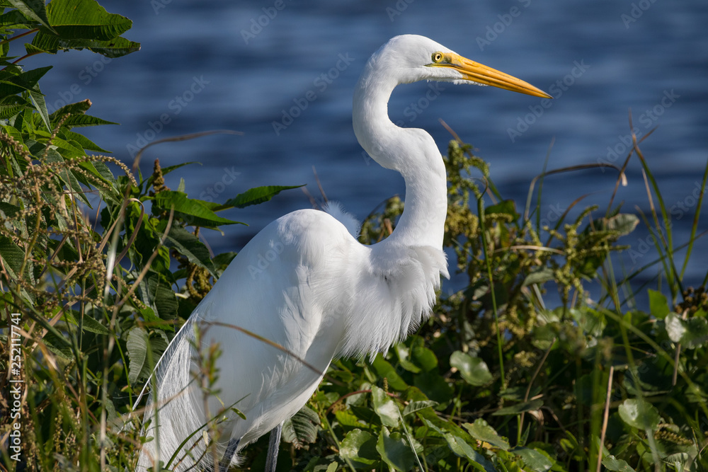 Great Egret - Focus on Prey and ruffled feathers Great Egret - Focus on Prey and ruffled feathers
