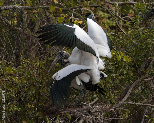 Tableau sur toile Cloaca Kiss of the Woodstork