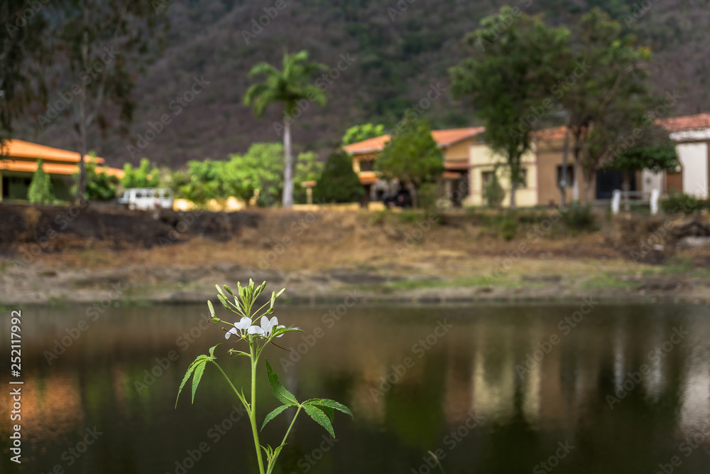 flower  on the lake