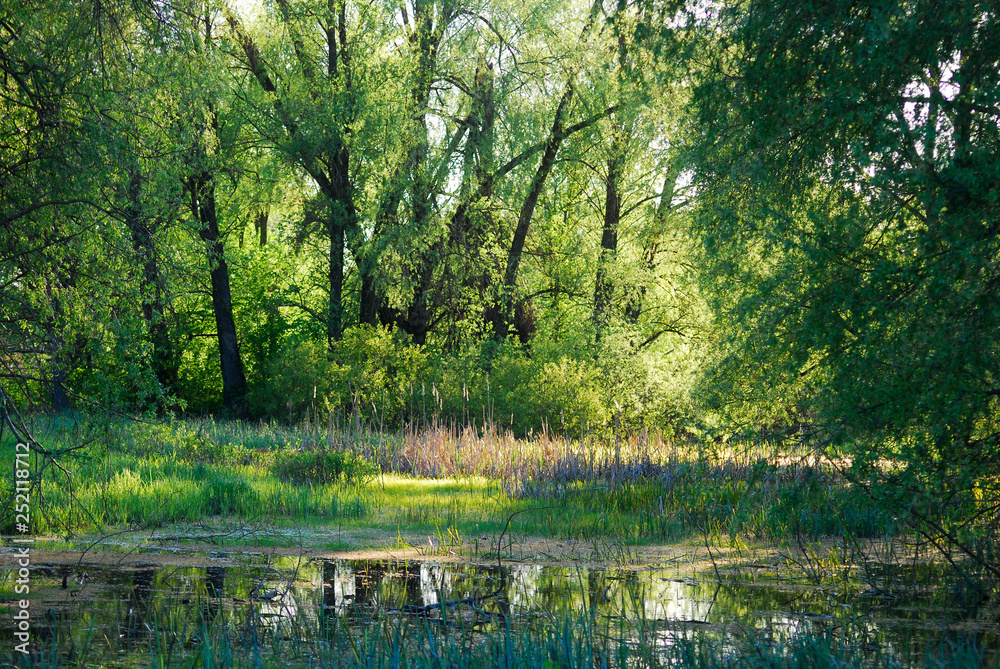 spring forest in a water