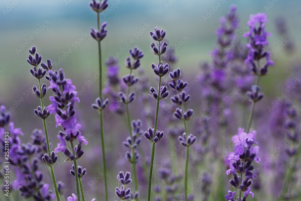 Lavender flowers growing in a summer field in Crimea Lavender flowers growing in a summer field in Crimea