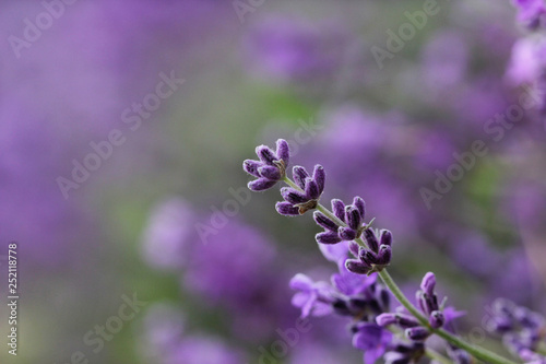 Blooming lavender in the field, beautiful natural background © yanakoroleva27