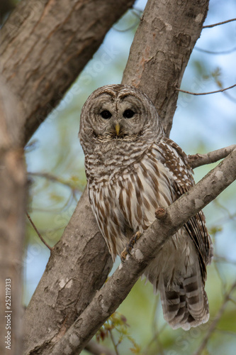 Barred Owl taken in southern MN in the wild