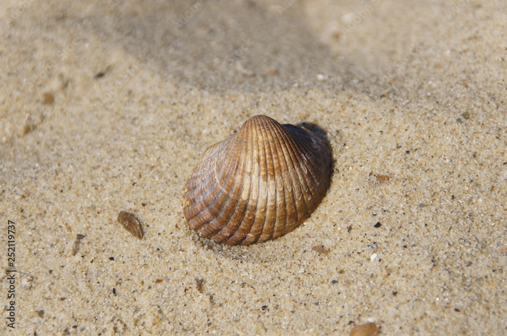 Shell Sand Beach Seashell Holiday nature naturally Shell Sand Beach Seashell Holiday nature naturally