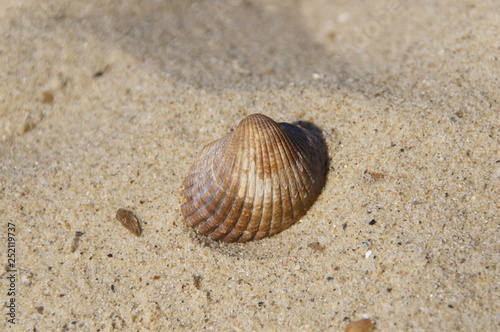Shell Sand Beach Seashell Holiday nature naturally