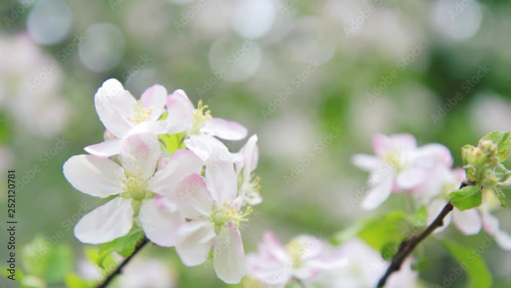 blooming apple tree in spring blooming apple tree in spring