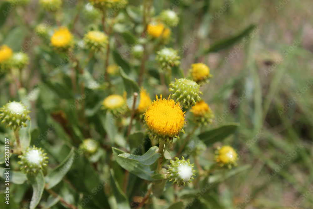 Gumweed, grindelia squarrosa, curly-top gumweed yellow wildflower Gumweed, grindelia squarrosa, curly-top gumweed yellow wildflower