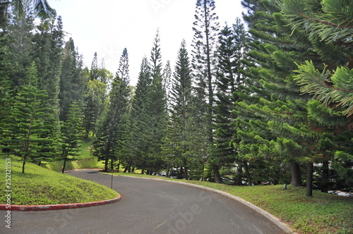 Forest Road in Kauai, Hawaii, USA
