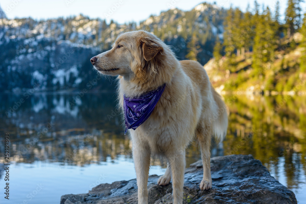 Golden Retriever looking away while standing on rock in lake against mountain Golden Retriever looking away while standing on rock in lake against mountain