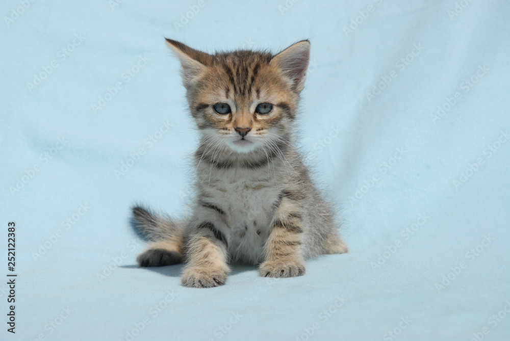 Cute little tabby kitten with blue eyes