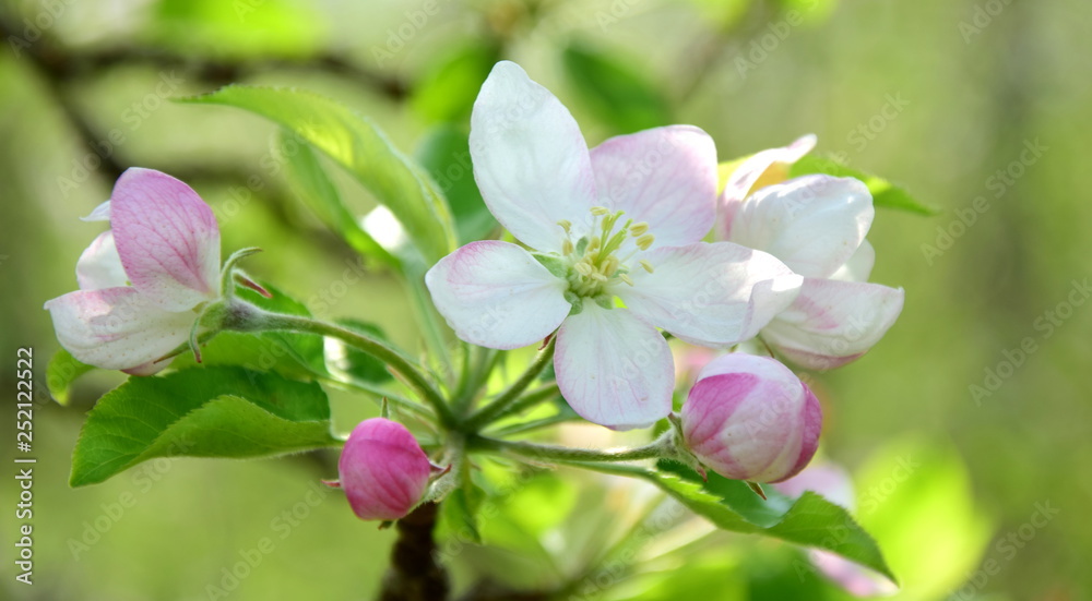 Apfelbaumblüten im Etschtal bei Meran Apfelbaumblüten im Etschtal bei Meran