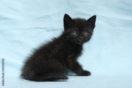 black kitten on blue background