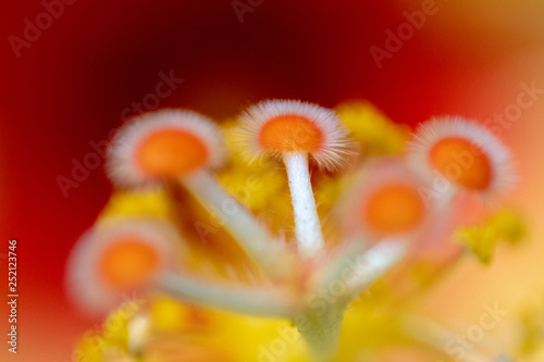  tropical hibiscus yellow macro 