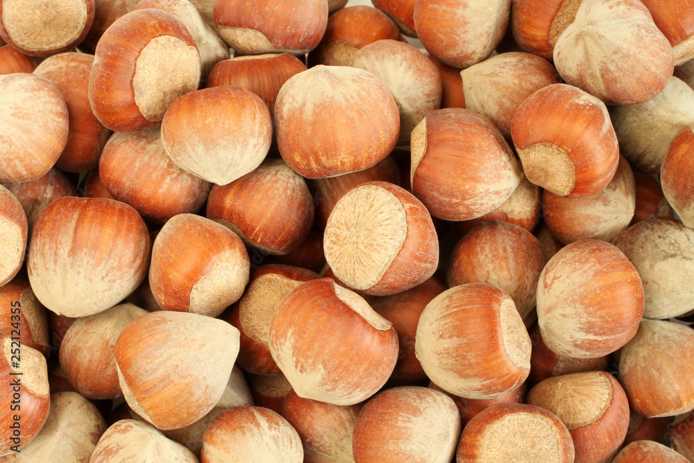 Heap of big hazelnuts in shells. Closeup Heap of big hazelnuts in shells. Closeup
