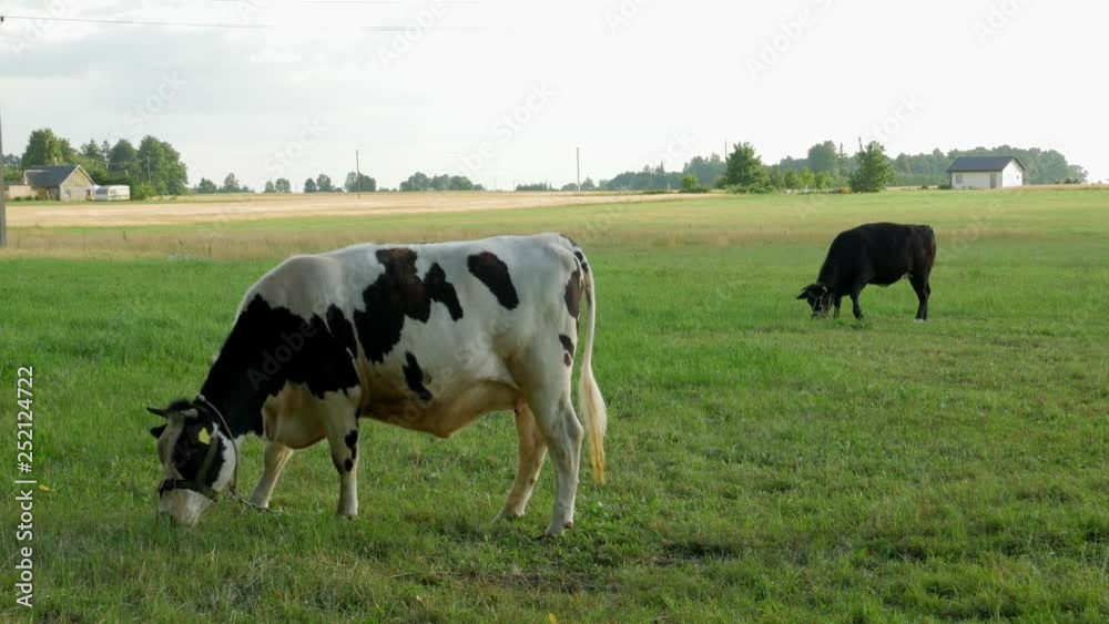 Two cows peacefully grazing in a field. Two cows peacefully grazing in a field.