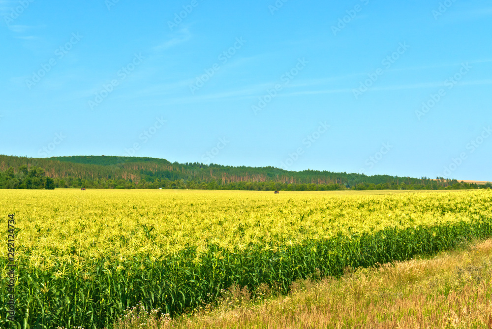 Corn grows on the field. Lipetsk region, Russia.