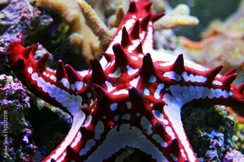 Red Knob Sea Star - (Protoreaster linckii)  photo