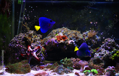 Purple Tang - (Zebrasoma xanthurum) photo