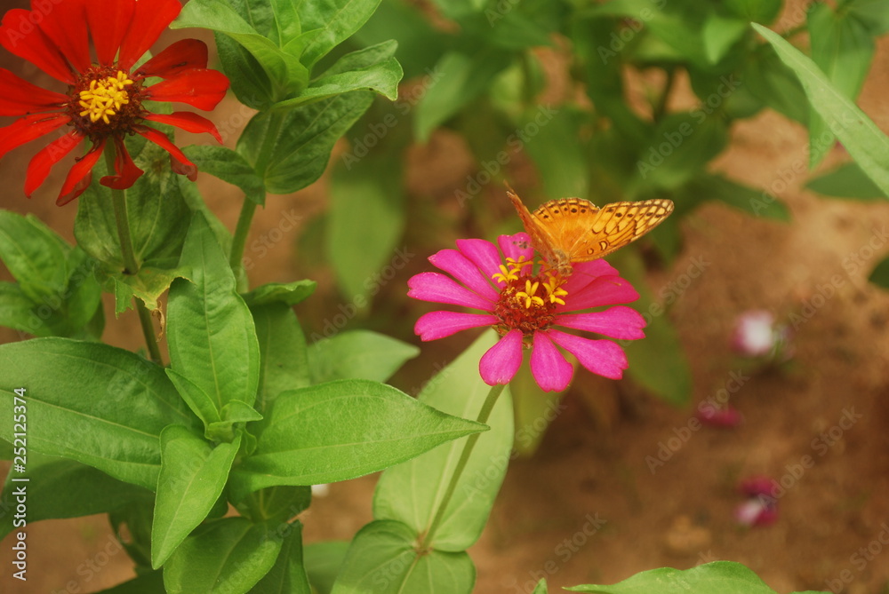 Obraz premium BORBOLETA NA FLOR