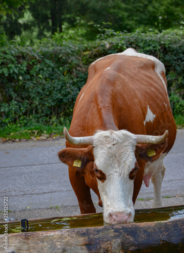 Cow in Slovenia