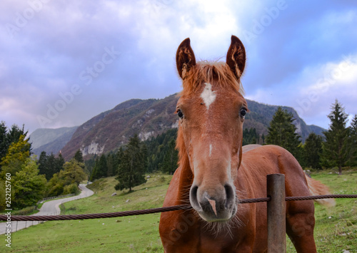Horse in the Slovenian country 