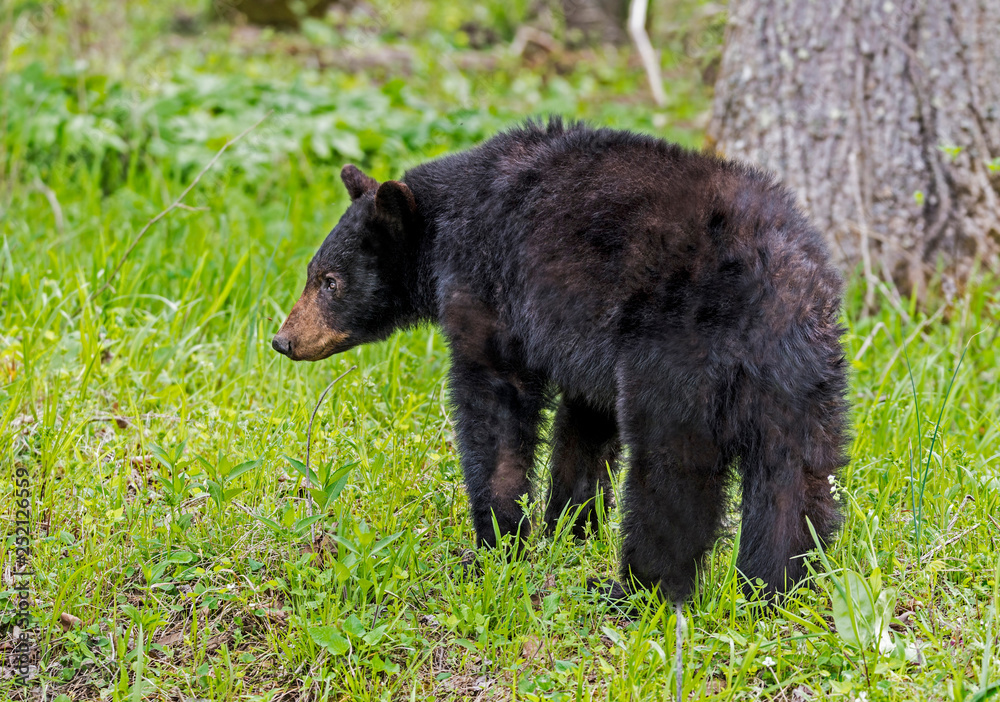 Single Black Bear feeds on green grass in the Smoky Mountains. Single Black Bear feeds on green grass in the Smoky Mountains.
