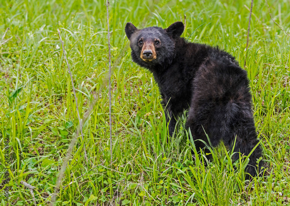 Obraz premium Single Black Bear feeds on green grass in the Smoky Mountains.