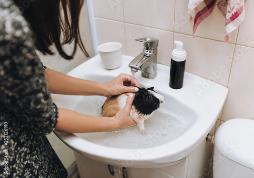 Female hands put foaming shampoo on a funny guinea pig that sits in a sink with water. Bathing a rodent. The concept of caring for animals.