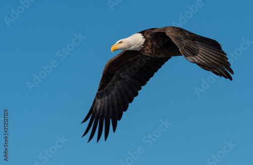 A Majestic Bald Eagle in Flight