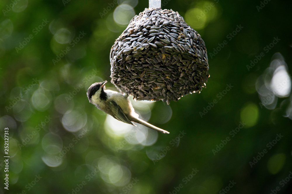 Warbler bird feeding on bird feeder Warbler bird feeding on bird feeder