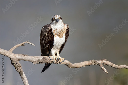 Eastern Osprey (Pandion haliaetus), Werribee River, Werribee, Victoria, Australia
