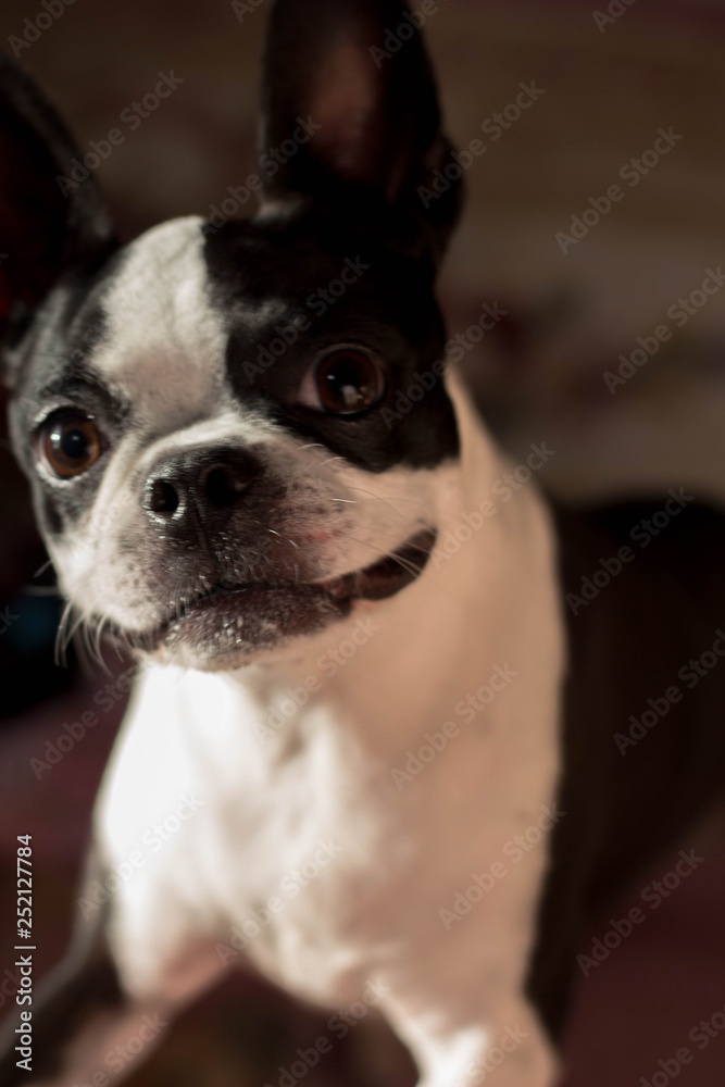 Portrait of a Dog / Boston Terrier 