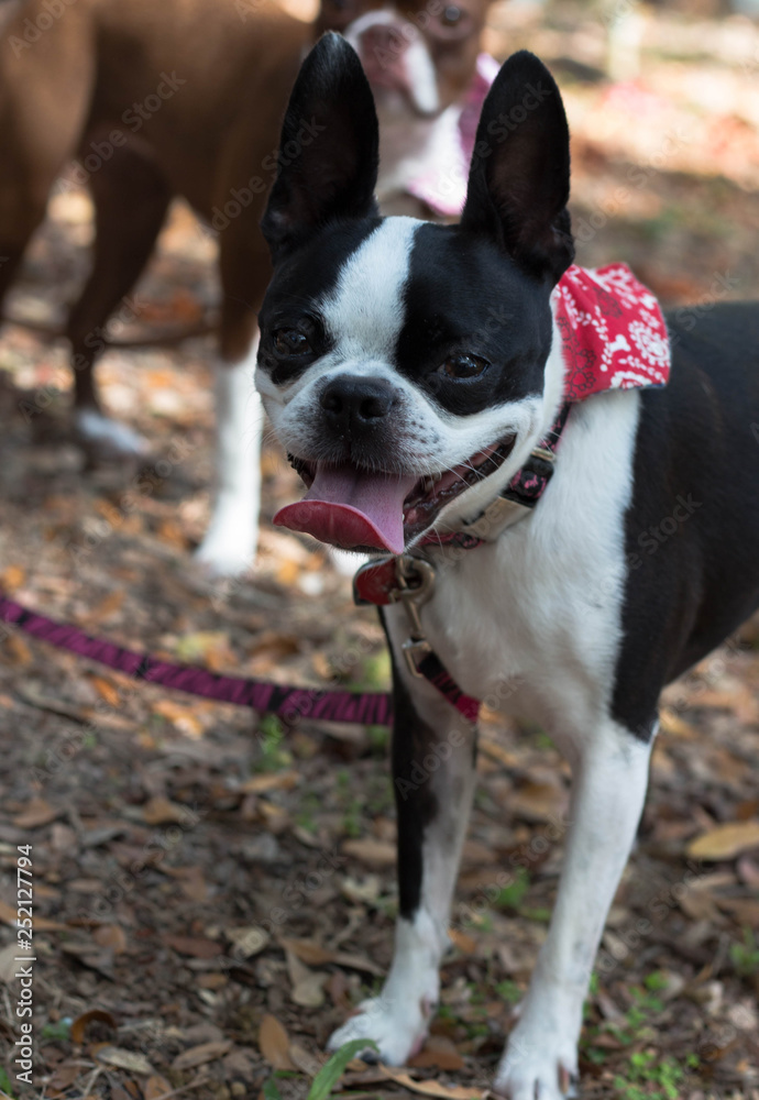 Portrait of a Dog / Boston Terrier with red bandanna  