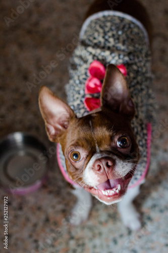 Brown Boston Terrier Female in a Leopard Print and Pink Dress