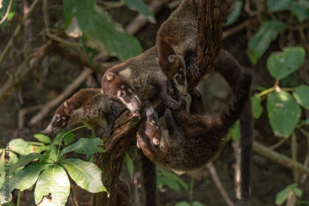 A White-nosed Coati Siblings  Climbing Down a Tree