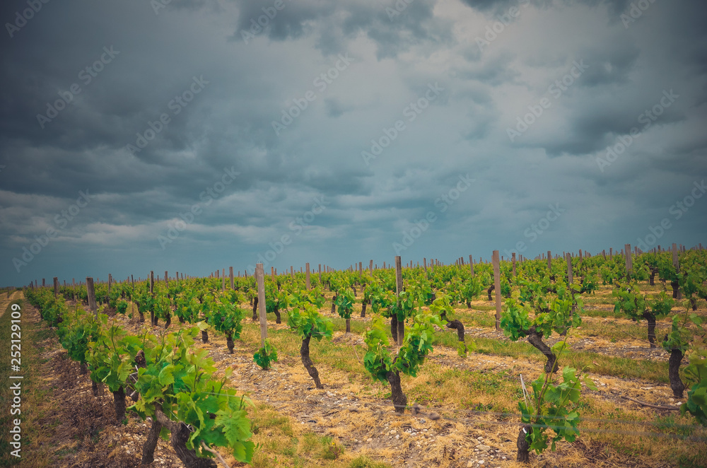 Vines winiarnia grape Vineyards plantacja winogron Francja france  saint estephe winorośla